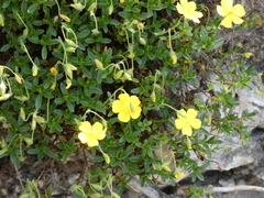 Helianthemum oelandicum