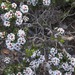 Taxandria conspicua abrupta - Photo (c) Margaret Langley,  זכויות יוצרים חלקיות (CC BY), הועלה על ידי Margaret Langley