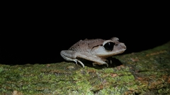 Leptobrachium hendricksoni