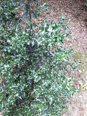 Ilex aquifolium
