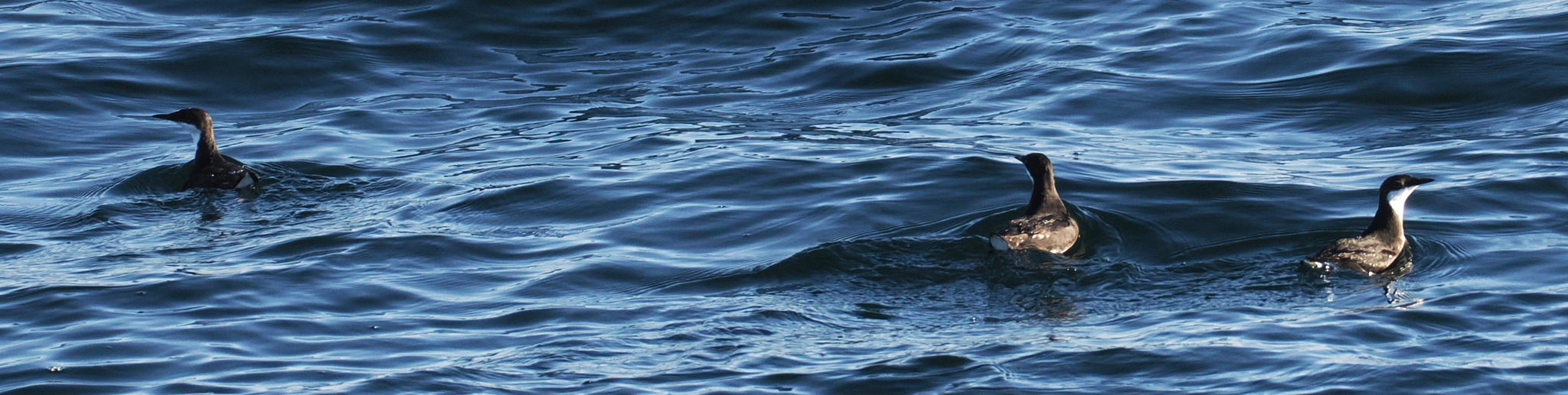 Craveri's Murrelet (Synthliboramphus craveri), photo 4