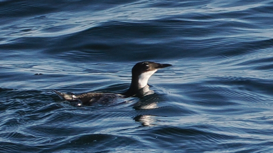 Craveri's Murrelet (Synthliboramphus craveri), photo 3