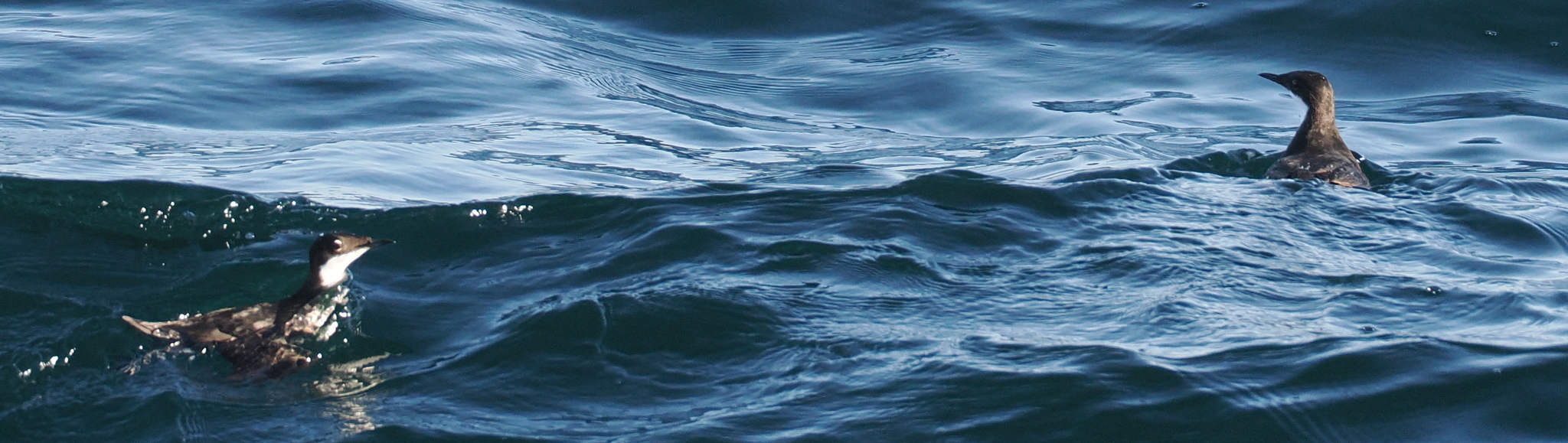 Craveri's Murrelet (Synthliboramphus craveri), photo 8