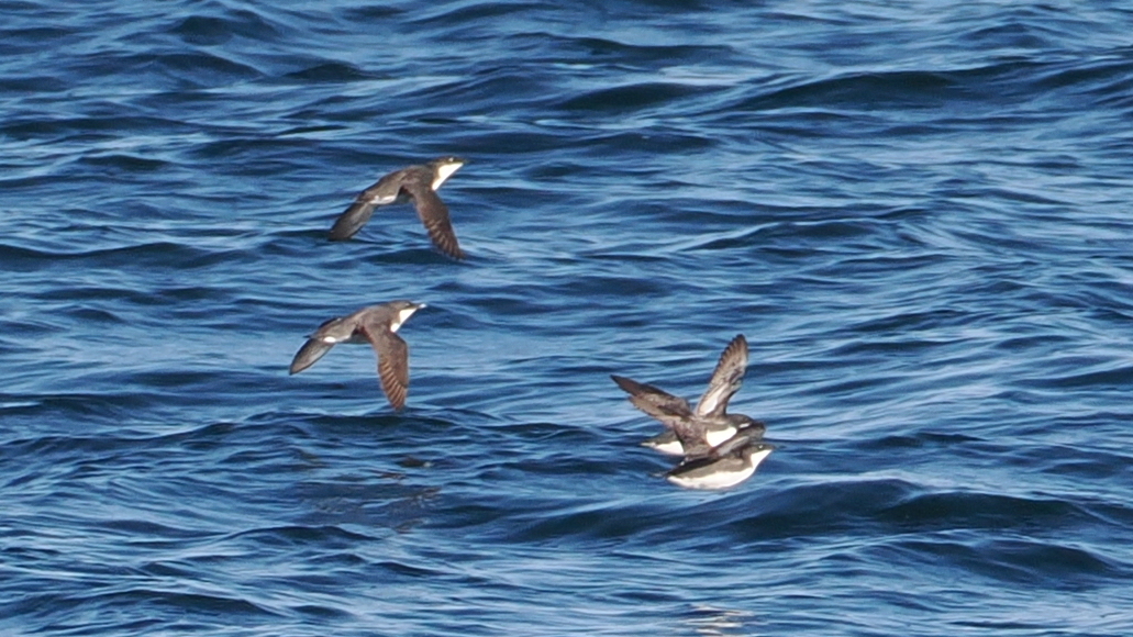 Craveri's Murrelet (Synthliboramphus craveri), photo 10