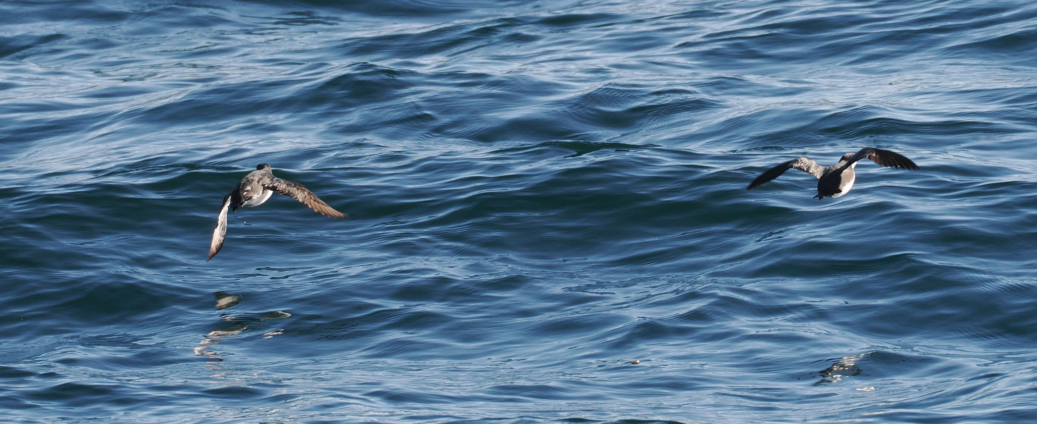 Craveri's Murrelet (Synthliboramphus craveri), photo 9