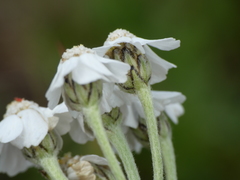 Achillea clavennae