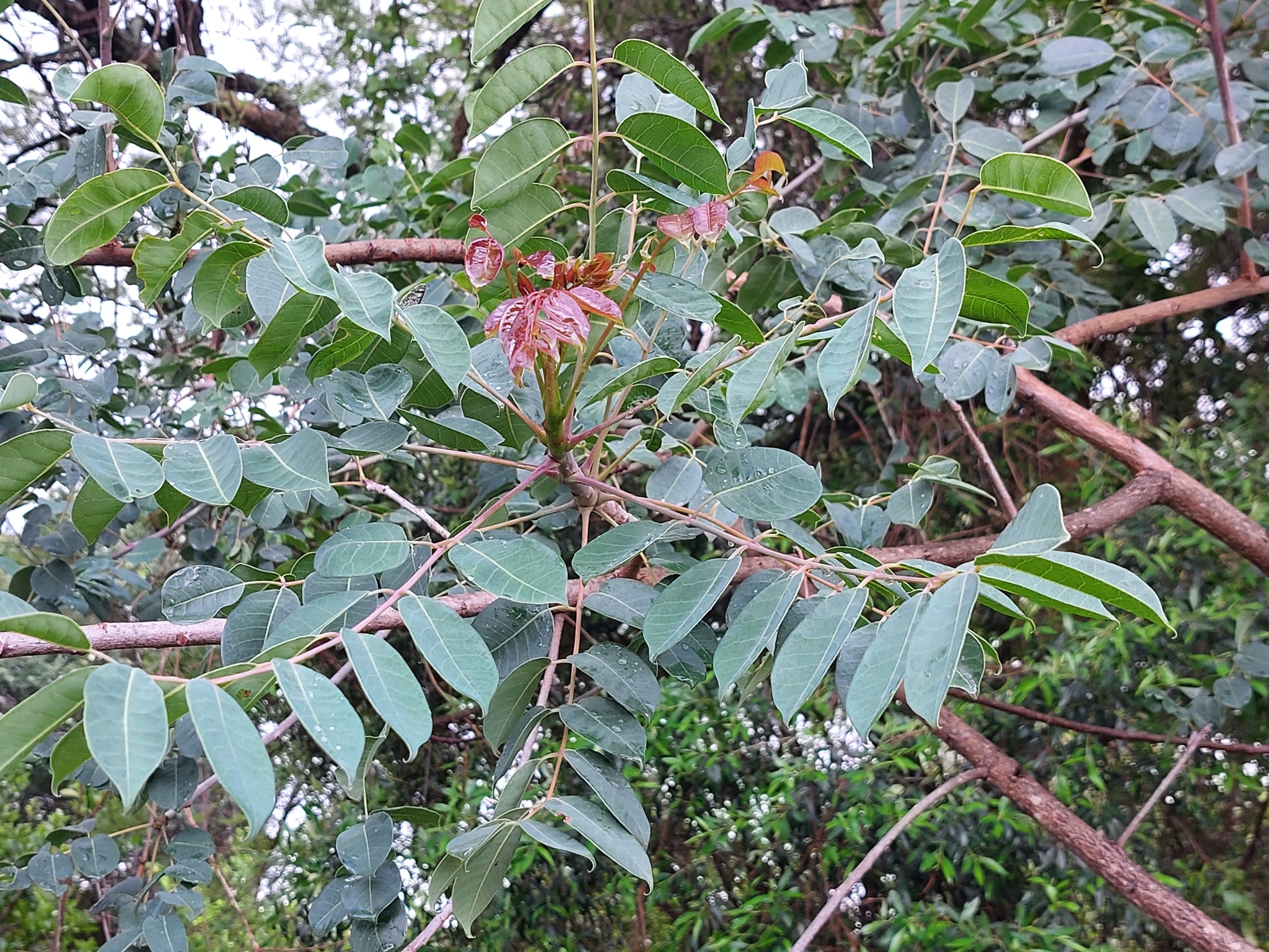 Imagem de Marula
