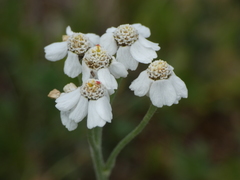 Achillea clavennae