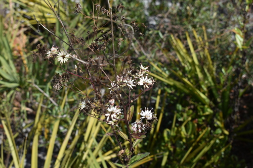 Image of Palafoxia feayi by (c) Kristály Cravens-Liszak, some rights reserved (CC BY)