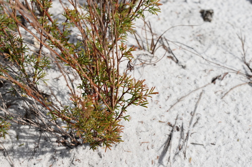 Image of Dalea feayi by (c) Kristály Cravens-Liszak, some rights reserved (CC BY)