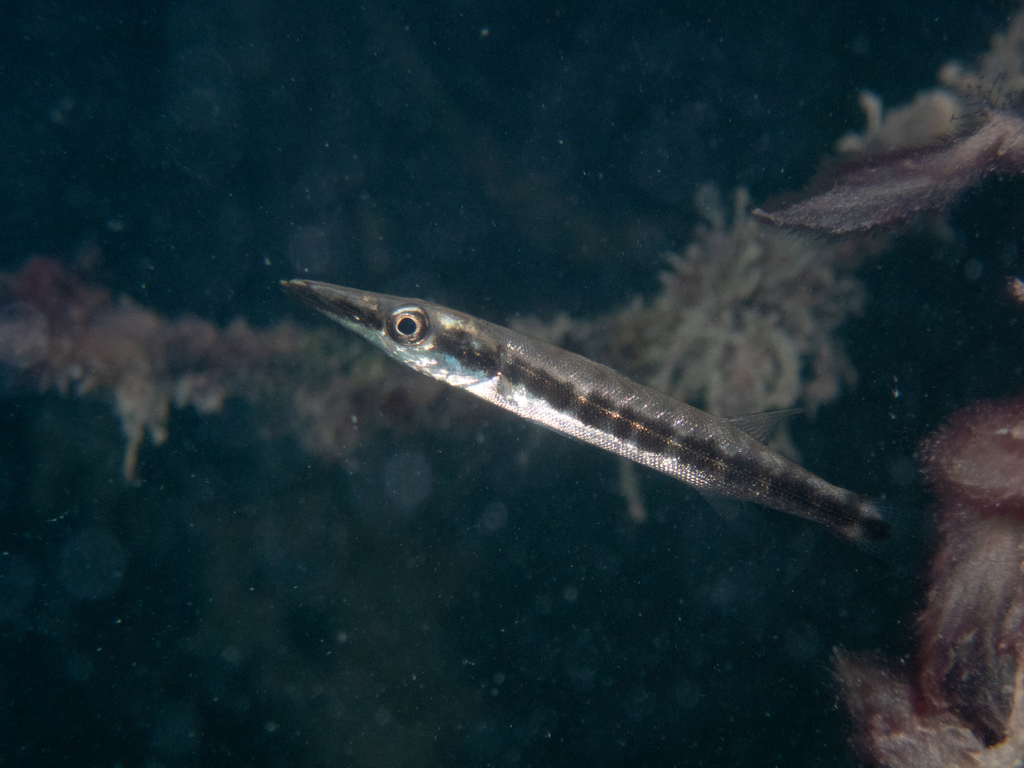 Great Barracuda