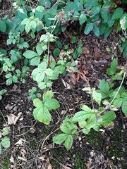 Geum urbanum