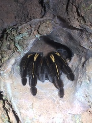 Ephebopus murinus