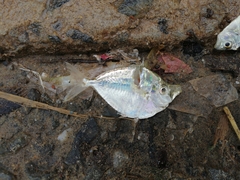 Leiognathidae