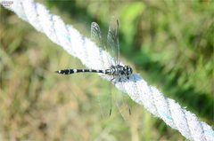 Gomphidia confluens