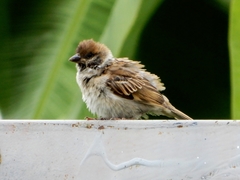 Passer montanus