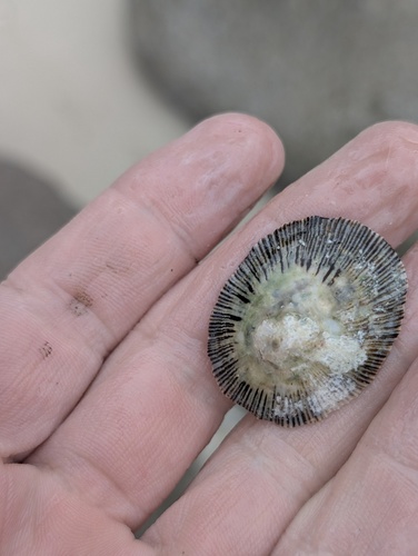 Lottia discors