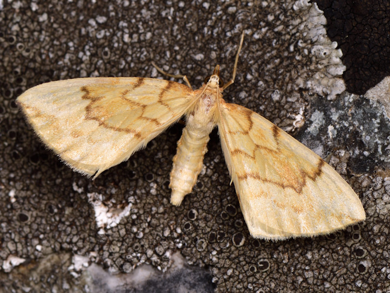 Barred Straw, photo 1 of 7