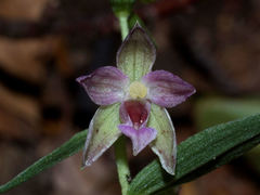 Epipactis placentina