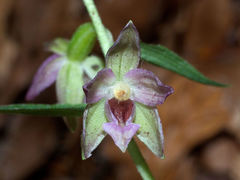 Epipactis placentina