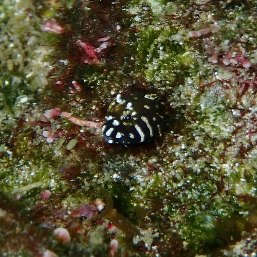 Barcheek blenny (Coralliozetus boehlkei) — Chaenopsidae — 4