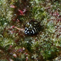 Barcheek Blenny photo 3