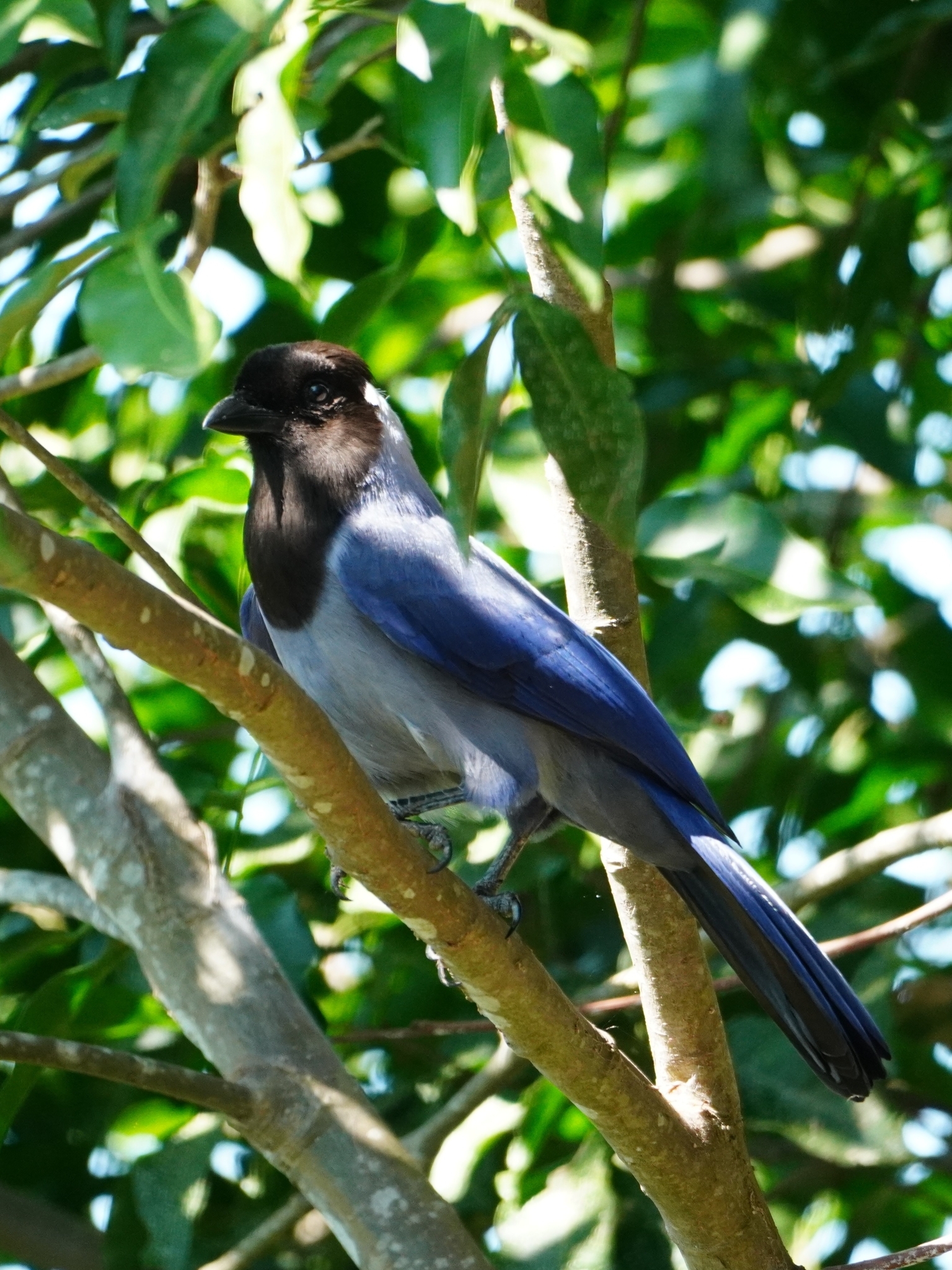 Violaceous Jay (Cyanocorax violaceus), photo 6