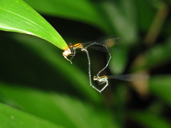 Prodasineura croconota