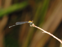 Prodasineura croconota