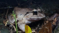 Limnonectes malesianus