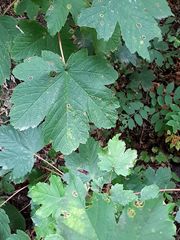 Acer pseudoplatanus