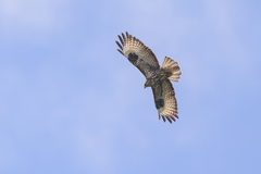 Mountain Buzzard photo 5