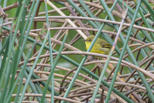 iNaturalist image