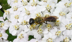 Ectemnius arcuatus