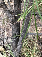 Grevillea pteridifolia