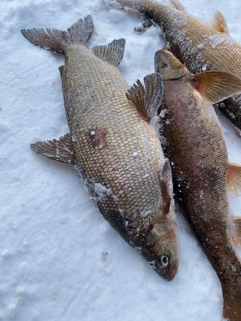 Lake Whitefish
