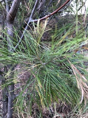 Grevillea pteridifolia