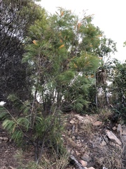 Grevillea pteridifolia