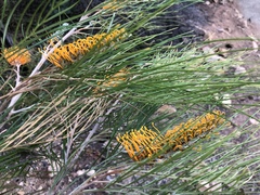 Grevillea pteridifolia