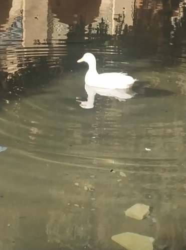 Domestic Mallard