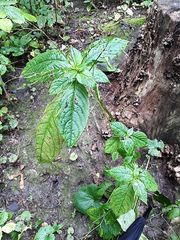 Impatiens parviflora