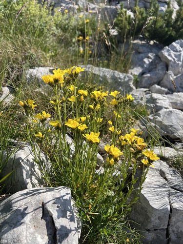Linum capitatum (Linum capitatum)
