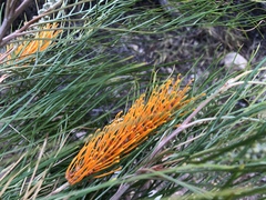 Grevillea pteridifolia