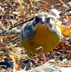 Emberiza cabanisi