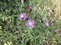 Centaurea