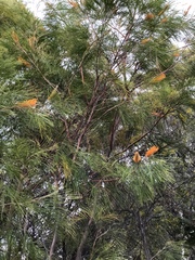 Grevillea pteridifolia