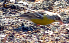 Emberiza cabanisi