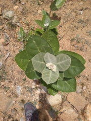 Calotropis