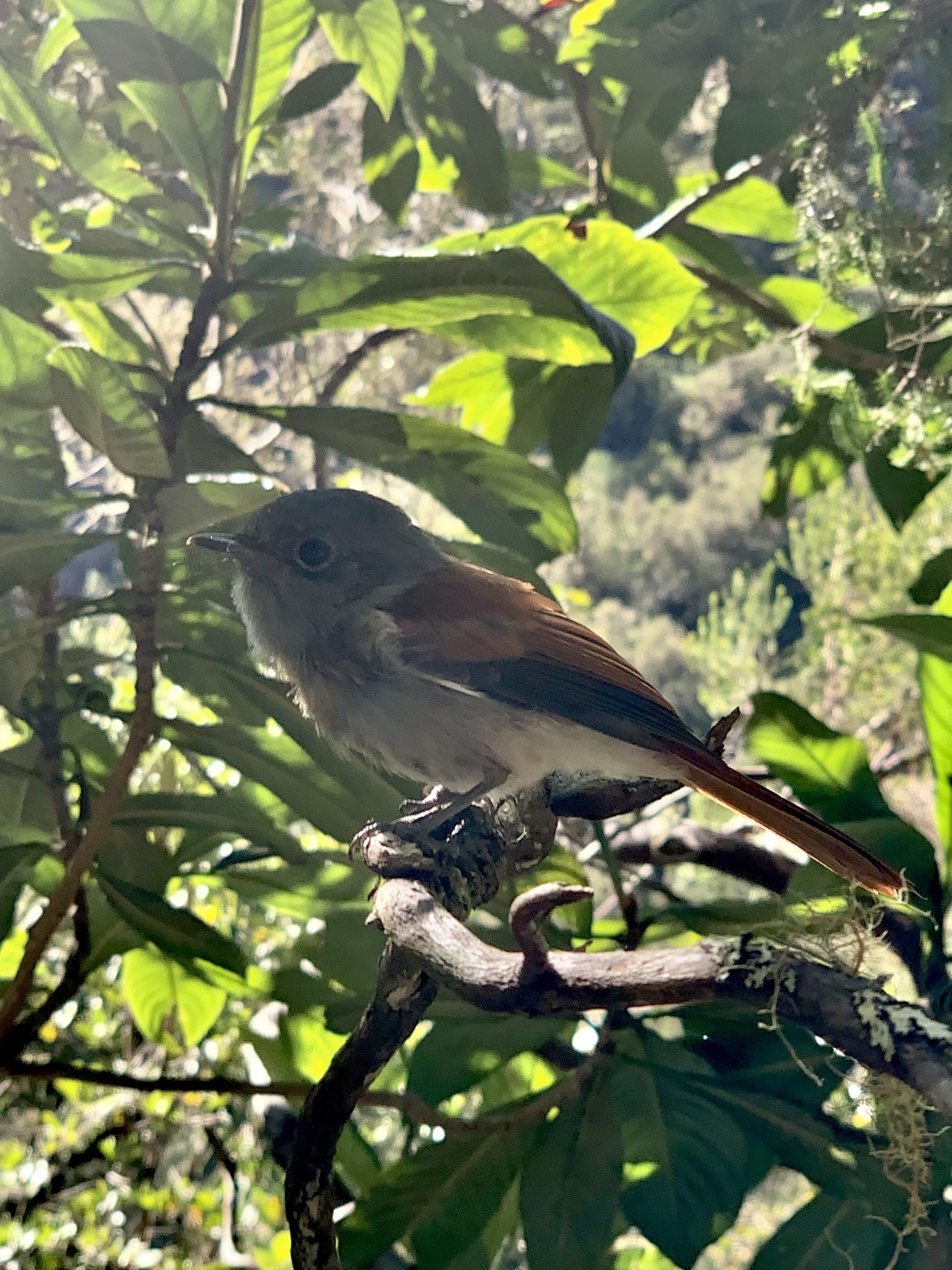 Mascarene Paradise Flycatcher (Terpsiphone bourbonnensis), photo 3