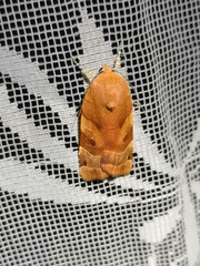 Noctua fimbriata